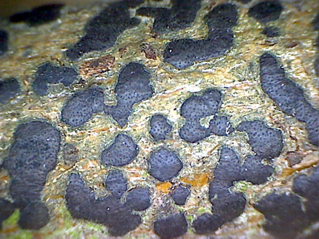 Isola di .... Mini-Quiz